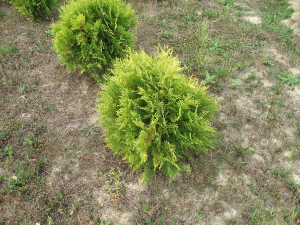 Thuja occ. Globosa Aurea