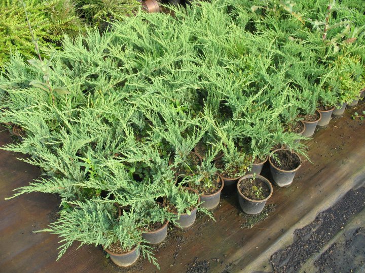 Juniperus sabina Prostrata