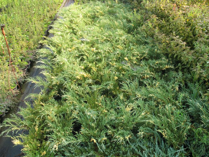 Juniperus sabina Tarca