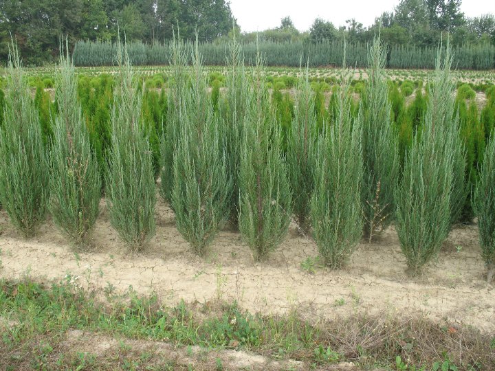 Juniperus scropolum Blue Arow