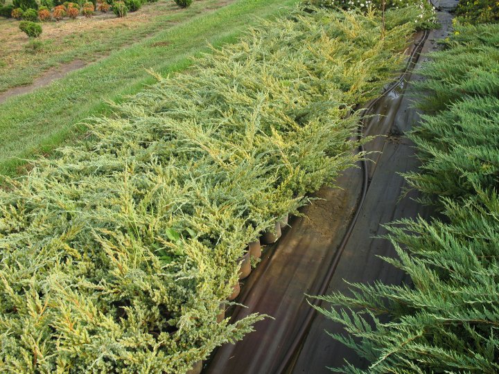 Juniperus sq. Blue Carpet