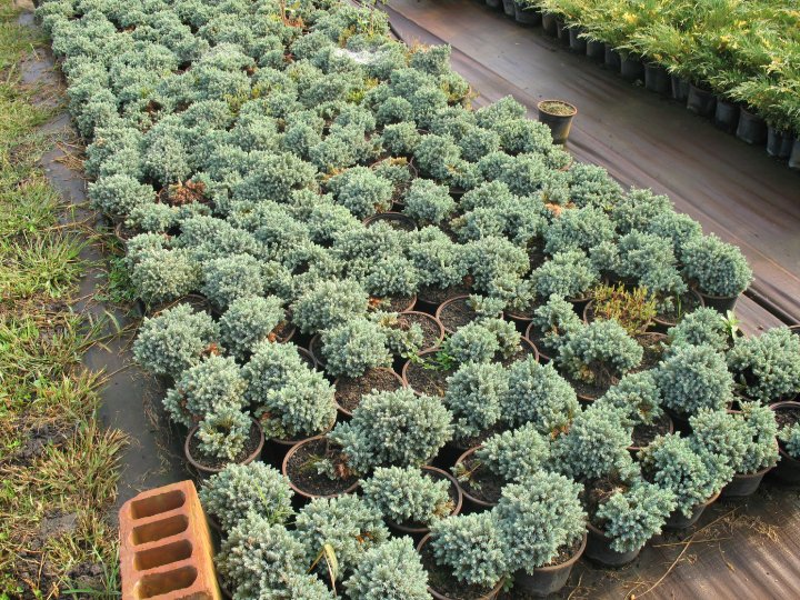Juniperus sq. Blue Star